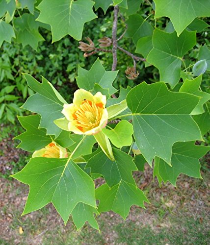 50 Seeds Liriodendron Tulipifera Seeds Beautiful Foilage Plant Tree Tulip  Poplar Seeds Chinese Tulip Tree Flower Bonsai Home Garden : Amazon.co.uk:  Garden