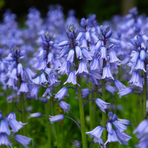 Buy4seeds 60 Seeds English Bluebell Seeds Native Wildflower 
