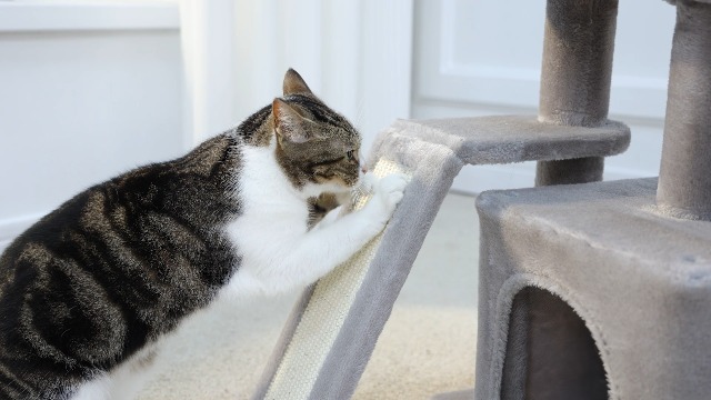 PAWZ Road Cat Tree for Indoor Cats, 31.5''=80CM Cute Cat