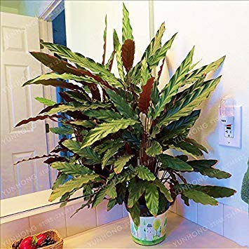 CUSHY 50 Pcs Very Rare Thailand Calathea Seeds Holiday Peacock Seed Low Light High Humidity Easy to Grow Garden Ornaments 8