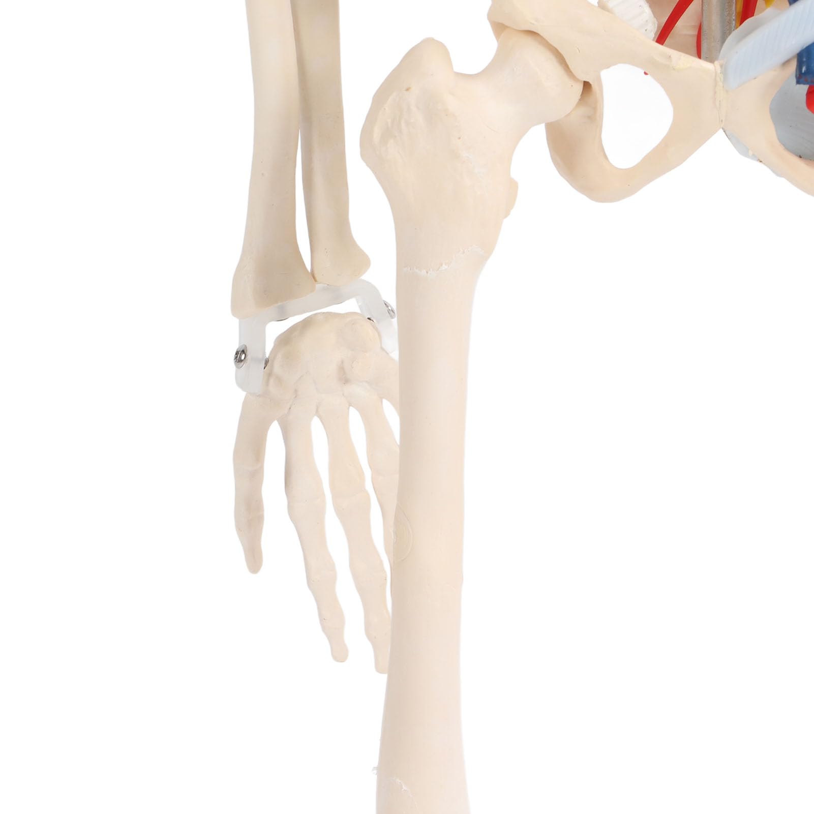 FTVOGUE Esqueleto Humano Ensamblar Modelo PVC Anatomía Esqueleto Modelo