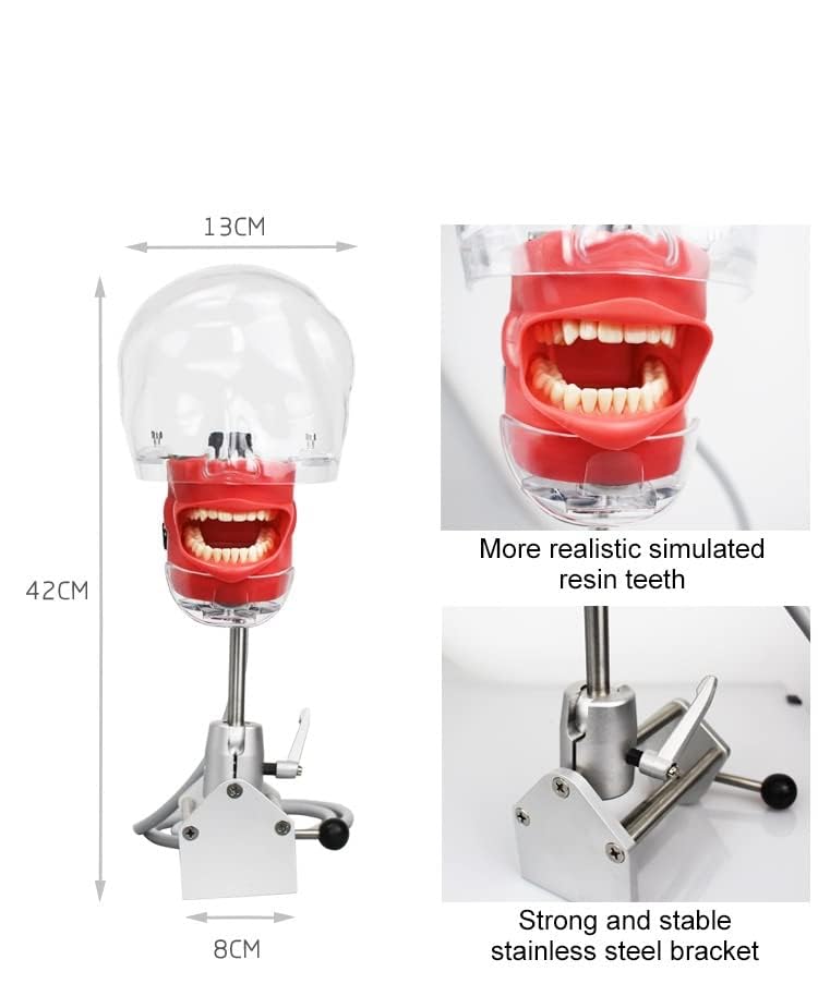 Miniatura 6 de Modelo de cabeza simple de EE. UU. Simulador dental Manikin Phantom con dientes Modelo de cabeza fantasma dental con soporte de banco para