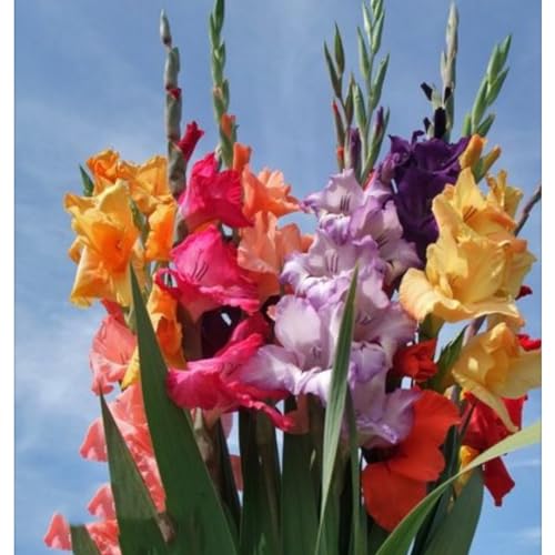 Gladioli bulbi,piante erbacee perenni, bulbi di fiori colorati e resistenti,profumato,Giardino del gladiolo in vaso,bulbi di gladioli(senza semi,non artificiali e resistenti)-15bulbi-A