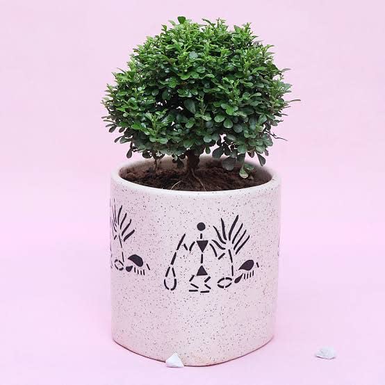 Kalpataru Table Kamini Dwarf Kamini (Murraya Paniculata) without pot 1 Live Healthy Plant (B0BBM7JMN4) Amazon Price History, Amazon Price Tracker