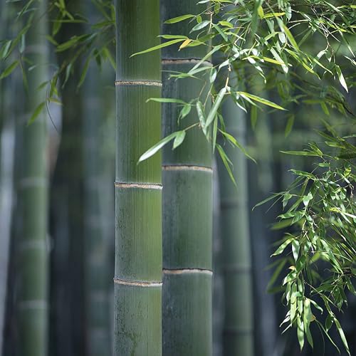 KVITER 50 Giant Moso Bamboo Seeds Fast Growing (Phyllostachys Edulis), Cold-Hardy & Perennial Evergreen Tree Seeds, Running Bamboo plant seeds - for Outdoor Garden, Yards, Containers & Privacy Screens