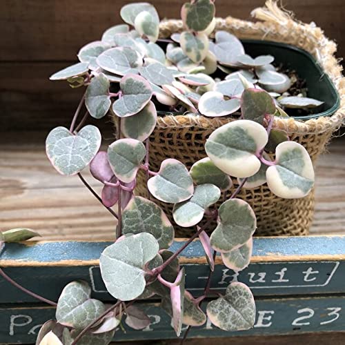 Amazon｜レディーハート 斑入りハートカズラ ハート型 多肉植物｜観葉