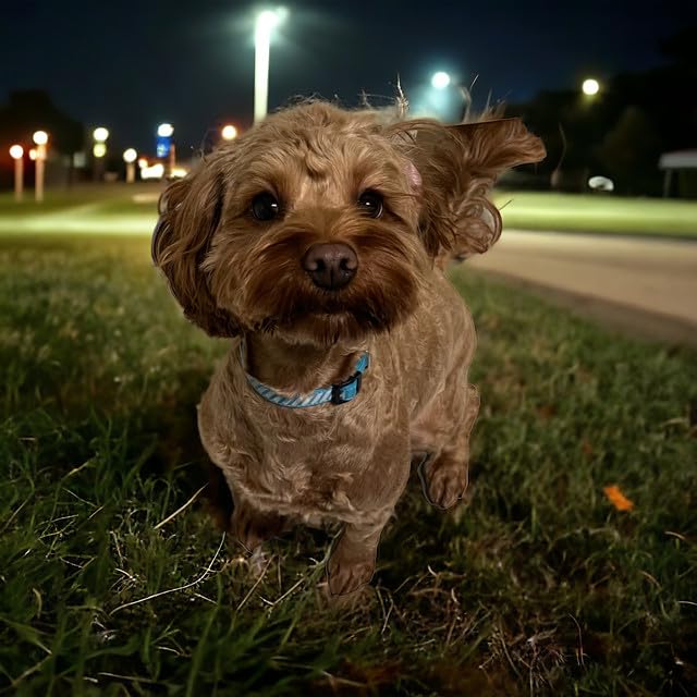 MUDLESS Waterproof Reflective Dog Training Collar, Durable & Lightweight Waterproof Dog Collar, Enhanced Visibility - Image 3