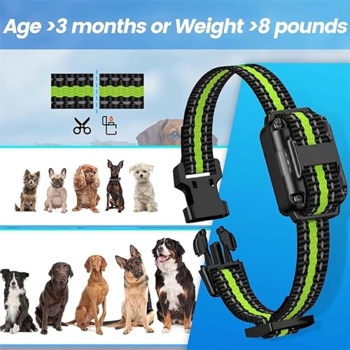 Conseils d'entretien du collier en nylon pour chien