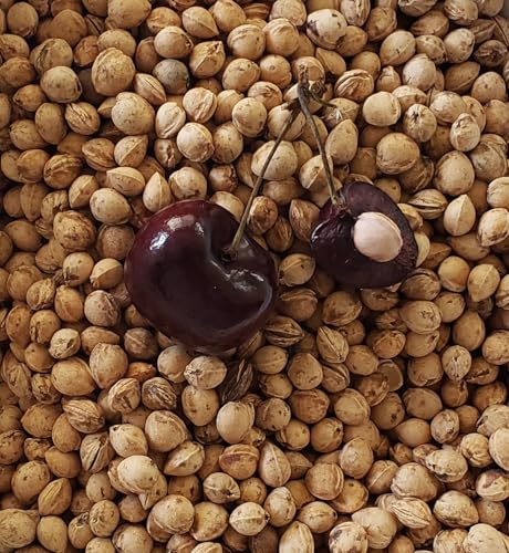 Natural Cherry Pits/Stones for Crafts DIY Microwavable Heating Pads Garden Projects Heat Dried Bulk 1 lb