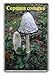Produktbild Mushrooms/Coprinus comatus/fridge/magnet...!!! - Kühlschrankmagnet