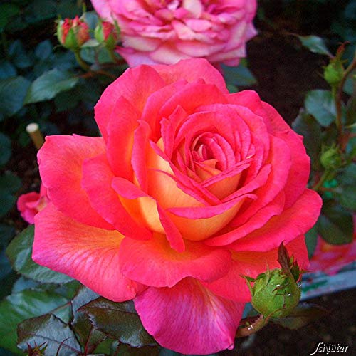Edelrose Parfum de Grasse in kirschrot-gelb - Duftrose winterhart - Rosen-Blüte in kirschrot-gelb - Rose sehr stark duftend im 5 Liter Container von Garten Schlüter - Pflanzen in Top Qualität