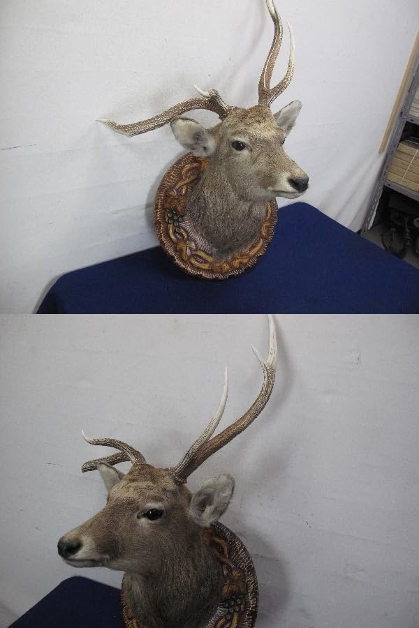 Amazon.co.jp: 蝦夷鹿（エゾシカ）剥製壁掛けハンティングトロフィー  