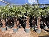 Sunny Tree - Palme - Trachycarpus Fortunei - Chinesische Fächerpalme - Hanfpalme - 230-250 CM Inklusif Topf - Stammhöhe 80-100 cm - Winterhart bis -18