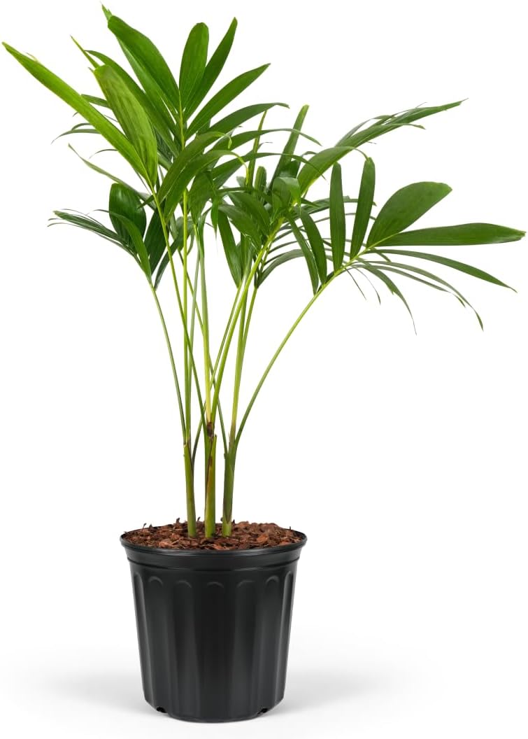 Christmas Palm Triple Tree - Tropical Adonidia Merrillii (Veitchia merrillii), Evergreen Low Maintenance Accent Live Plant for Gardens & Patios, Ideal for Indoor & Outdoor Spaces (1gal Pot, 1-2ft)
