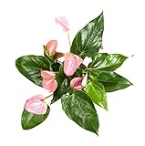 Anthurium Rosa Elegante Planta Natural que Aporta un Toque de Distinción en tu Espacio