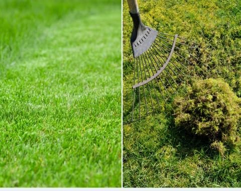 Rasendnger Moosverdrnger NPK Dnger Gegen Moos 2kg : Amazon.de: Garten