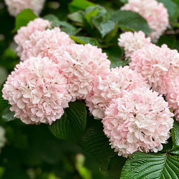 ピンクオオデマリ(花芽付き)、2、５m Amazon.co.jp: 花木苗 オオデマリ ピンクオオデマリ 花つき 1株 / 国