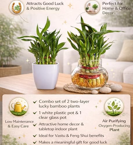 Image of SUGRAM PLANTS Two layer lucky bamboo in Glass & Plastic Pot (Combo of 2) For Living Room or Office table | indoor plants for good luck and air purification