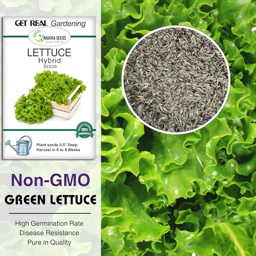 Image of Navika Seeds Lettuce Combo - Grand Rapids Green & Lollo Rosso Red (500 Seeds Each) | Heirloom, Non-GMO, Fast Growing | Kitchen Garden, Terrace, Hydroponic, Pots | High Germination