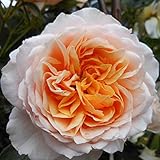 Heirloom Roses Climbing Rose Plant - Ginger Syllabub™ Apricot Orange Rose Bush, Live Climber Rose Plant for Planting Outdoors