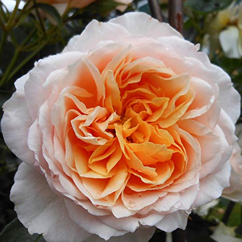 Heirloom Roses Climbing Rose Plant - Ginger Syllabub™