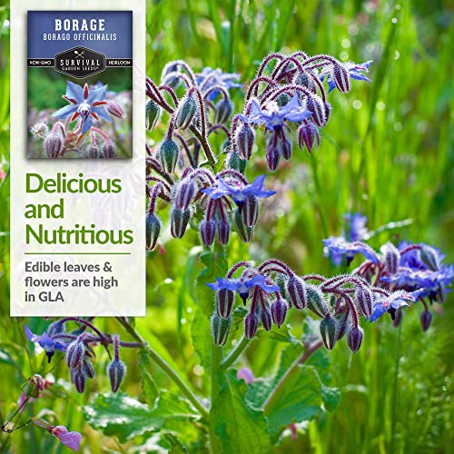 Borage Seeds for Planting - Survival Garden Seeds (2 Packs) - Image 4