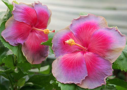 ROYAL LAND Dwarf Exotic Hibiscus 'Rosy Sky' Single petal Beautiful flowering plant 1 Healthy live Plant