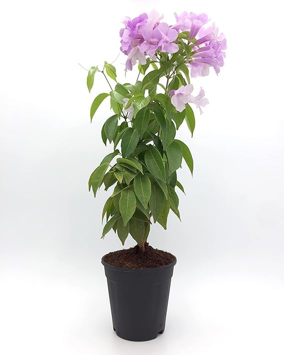 Gislenus Garlic Vine Mansoa Alliacea Flower Healthy Live Plant,Small Tree With Black Colour Pot-Pack OF 1 Plant (B0CPVB4R63) Amazon Price History, Amazon Price Tracker