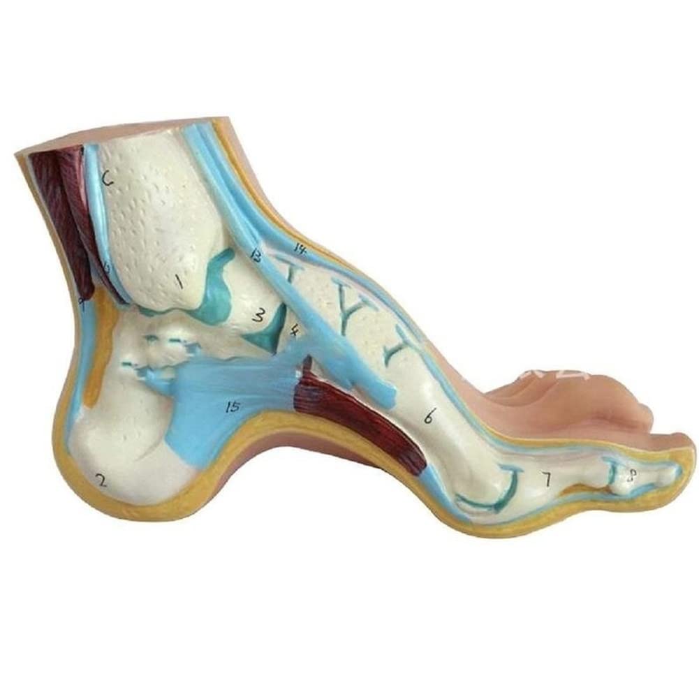 Lot de 3 pieds humains normaux arqués - Modèle anatomique coloré - En PVC