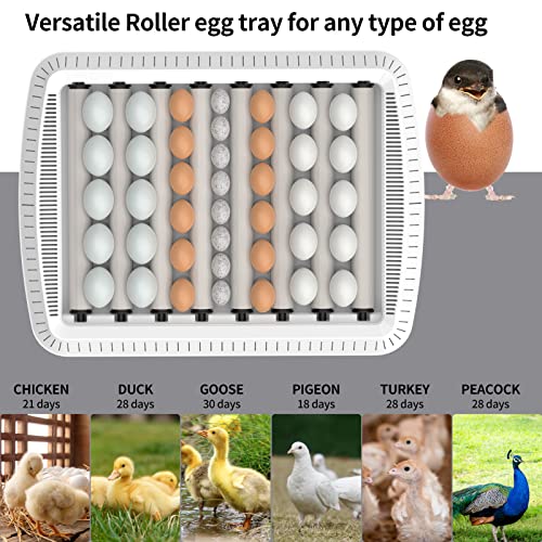 Eggs Incubator, 36 Egg Incubator with Automatic Egg Turning and Humidity Control, Chicken Egg Incubator with Temperature Display, Egg Incubators for Hatching Eggs