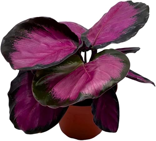 BubbleBlooms Calathea Rosie, en maceta de 4 pulgadas, Picturata rosa, rosa intenso, estrella rosa rosa, planta de oración rosa