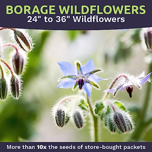 Borage Seeds – Extra Large Packet – Over 1,200 Open Pollinated Non-GMO Wildflower Seeds – Borago officianalis - Image 4