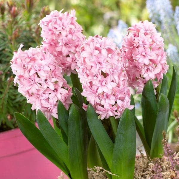 Mphmi Seedless Plant Flower Bulbs Plants Hyacinth Rosette Double (Pink) - Bulbs (set of 10) (B0CVVQT11G) Amazon Price History, Amazon Price Tracker