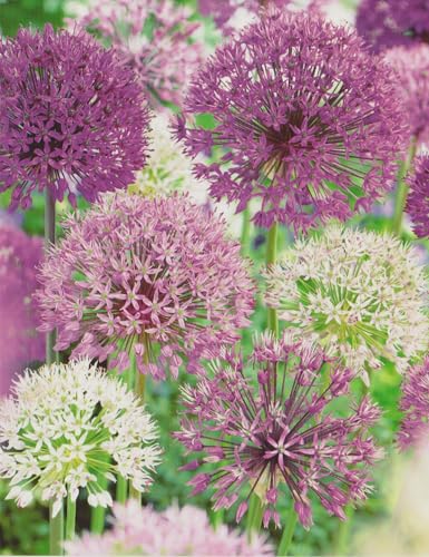 10 Riesen Allium gemischt Zierlauch großblumig Blumenzwiebeln 12/14 Blumenhandel Ullrich