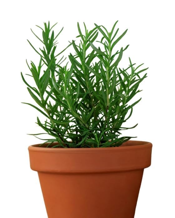 Image of Rosemary Plant with Pot, Live Organic Herb for Garden, Kitchen and Hair Care