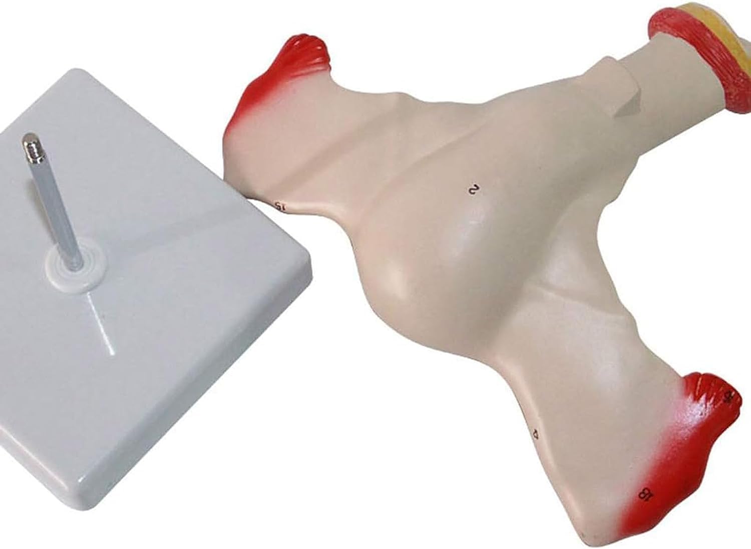 Modelo anatómico de anatomía, lesión uterina, Modelo de anatomía de órganos Humanos con órganos extraíbles para la enseñanza, Aprendizaje y exhibición de órganos.