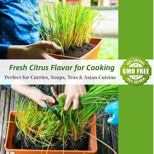 Lemongrass Seeds for Planting, Non-GMO Heirloom Lemon Grass Seeds for Easy Planting and Growing an Herb Garden Indoor & Outdoor, Aromatic Herb for Cooking, Teas & Wellness, 1000pcs
