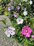 50 Samen Winterharter Riesen Hibiskus Mix Farbenprächtig Riesenhibiskus Saatgut