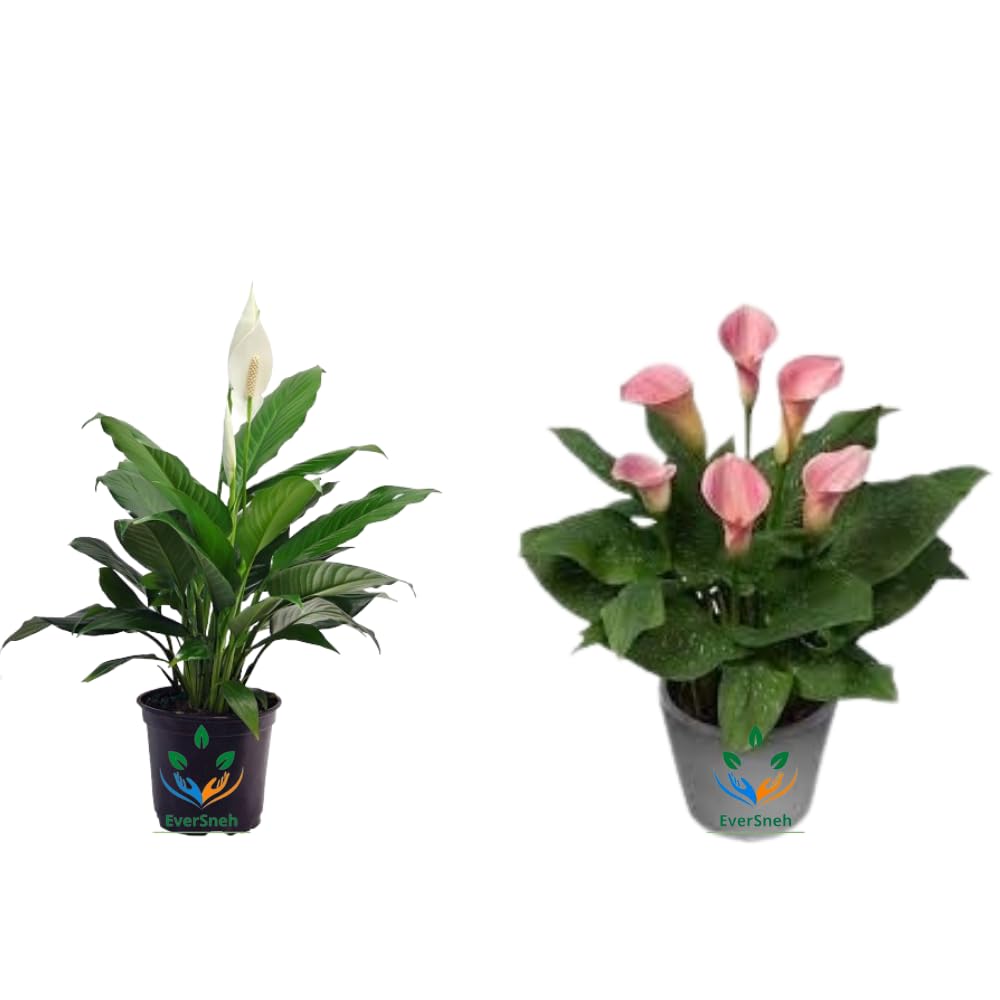 EverSneh Live Combo Of 2 Live Plants Peace Lily Or Spathiphyllum Plant Indoor Outdoor Plant Air Purifier Oxygen Supplier Good Luck with Round Pot for Living Room/Bedroom/House/Office (Pack Of 2)
