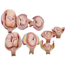 INTBUYING Education Model 8PCS Removable Human Anatomical Embryonic Development Nurse Study Human Pregnancy Development Process Model