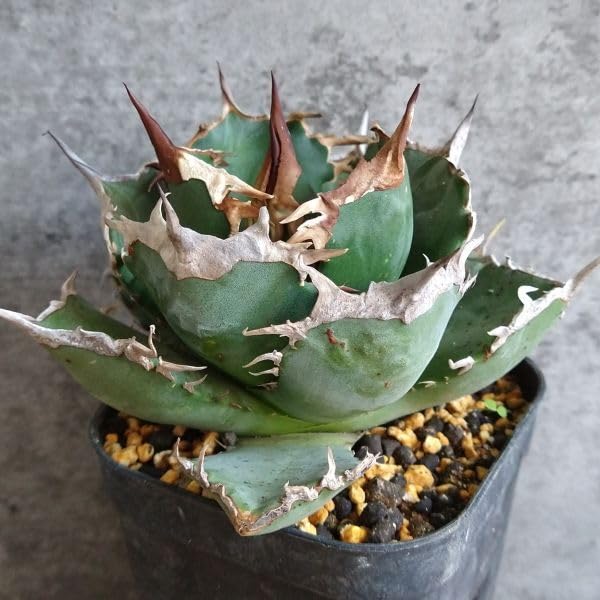 Amazon.co.jp: F8101S級極上選抜株！Agave Titanota ITALIY