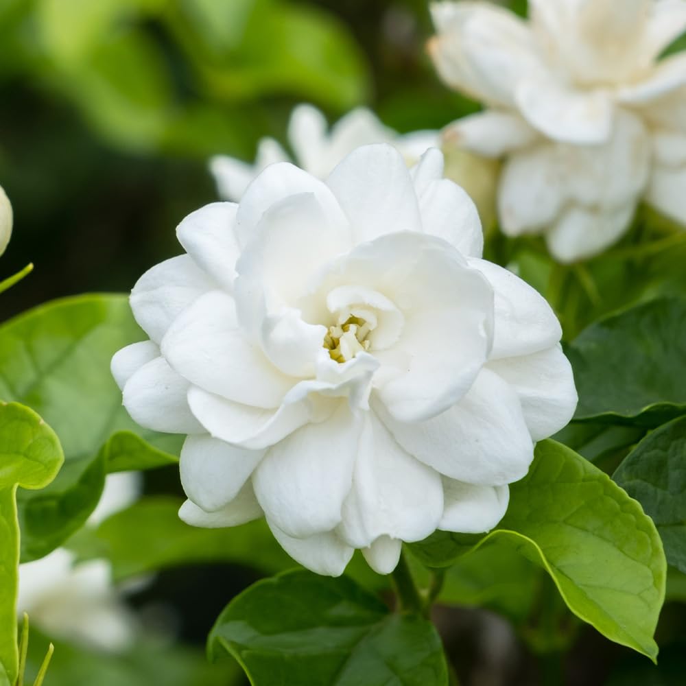 Amazon.co.jp: ITANSE ジャスミン ヤエマツリカ 9cm 2個セット