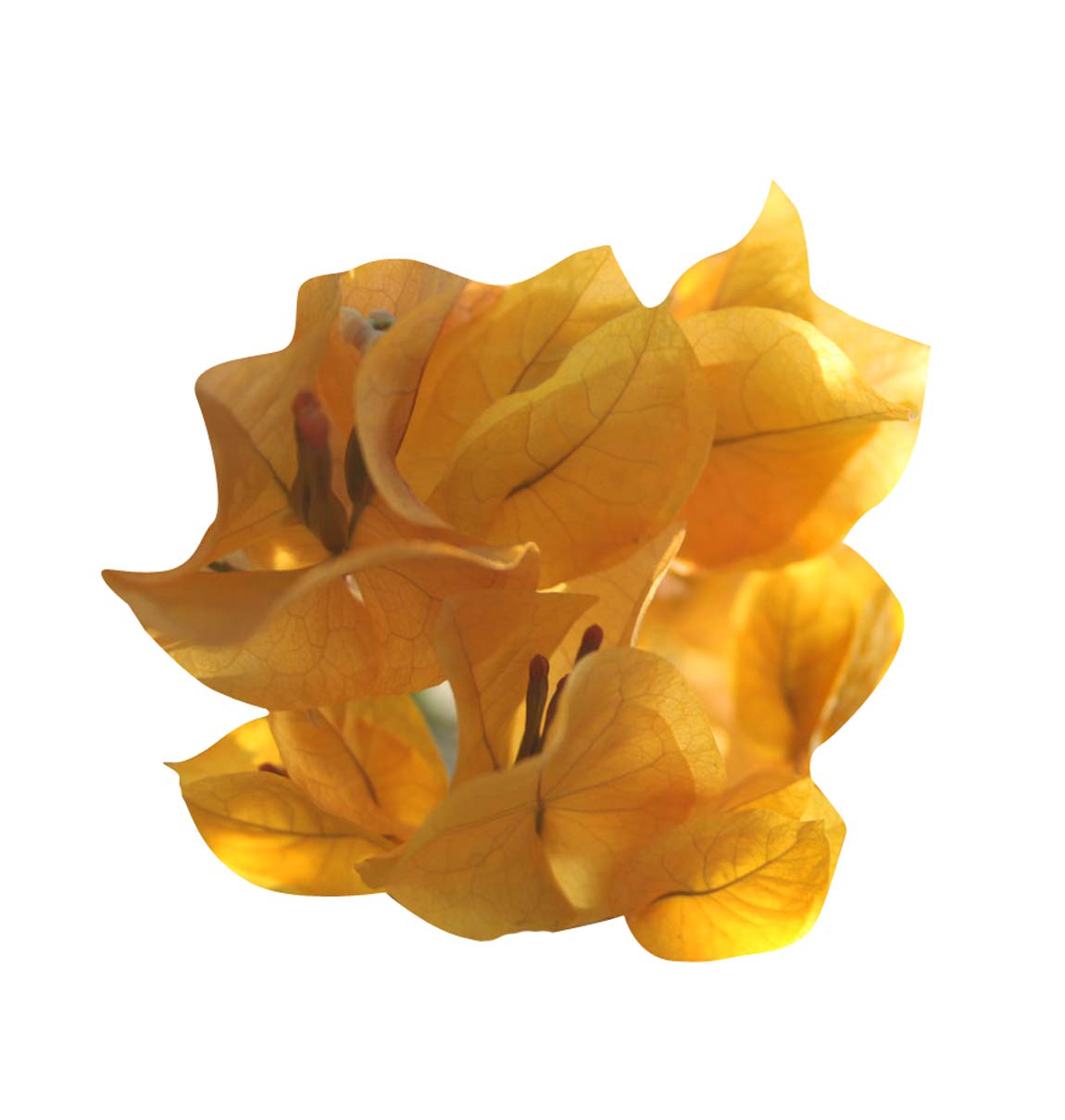 See full amazon price history chart for Nema Bougainvillea Flower Seeds-Yellow-30PCS Nema Bougainvillea Flower Seeds-Yellow-30PCS (B07SH4Y9H3) Amazon Price History, Amazon Price Tracker
