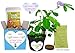 GET WELL GIFT PLANT - TickleMe Plant Gift Box Set - Grow the Plant that closes its leaves when you TICKLE it or blow it a KISS! It also grows Pink Cotton Candy Like Flowers! Sure to make them SMILE.