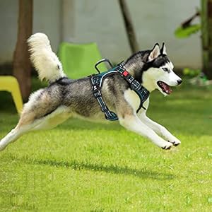 PoyPet No Pull Dog Harness, No Choke Front Clip Reflective Dog Vest with Soft Padded Vertical Handle, 3 Leash Attachments for Small Medium Large Dogs (Tumalo Teal,M) PoyPet No Pull Dog Harness, No Choke Front Clip Reflective Dog Vest with Soft Padded Vertical Handle, 3 Leash Attachments for Small Medium Large Dogs (Tumalo Teal,M)