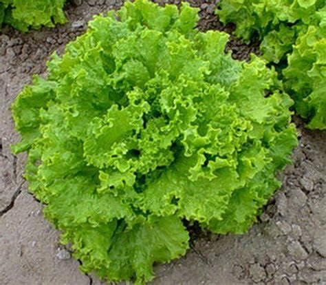 2000 Grand Rapids Semillas de lechuga para plantar más de 0.14 oz de semillas sin OMG Heirloom Garden Vegetable Survival Baby Greens Bulk