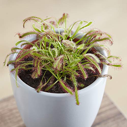 Sundew (Drosera capensis – 9 cm Pot