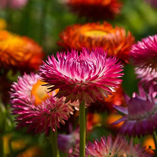 Fleur de paille Burpee Grand couleurs mélangées Graines de paille 1000 non-OGM, graines à pollinisation libre Cover