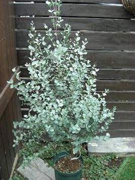 Amazon Co Jp 常緑高木 ユーカリ グニー ７寸仕立て苗木 シンボルツリー Diy 工具 ガーデン