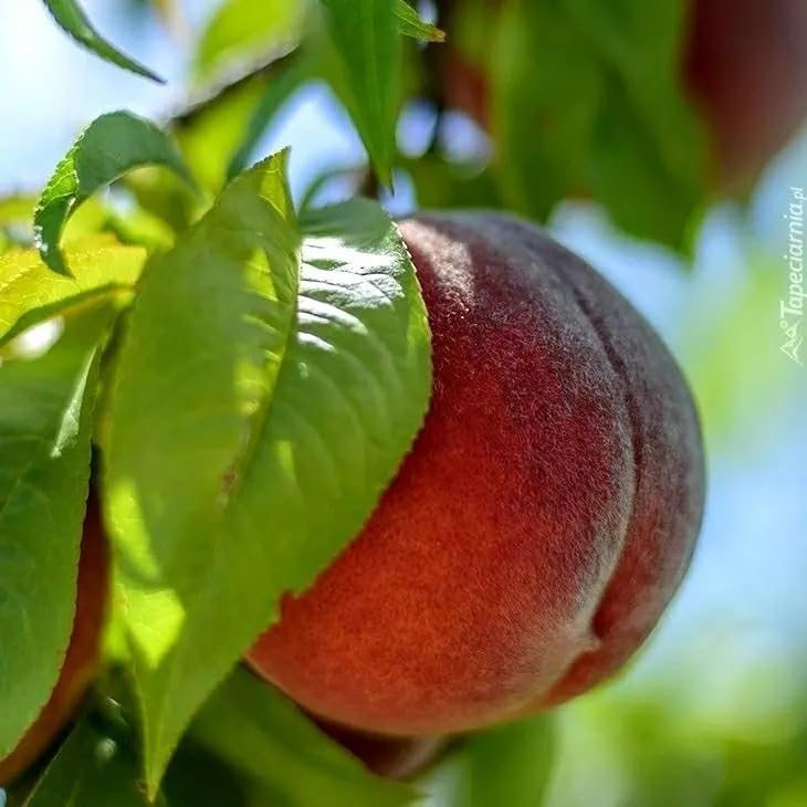 Image of Rare Peach Fruit Grafted Live Plant | Fresh Peach Tree Live Plant for Home Garden | Easy Growing Fruit Plant for Terrace, Balcony & Outdoor Farming | Grafted Plant a€ inch Pack of 1